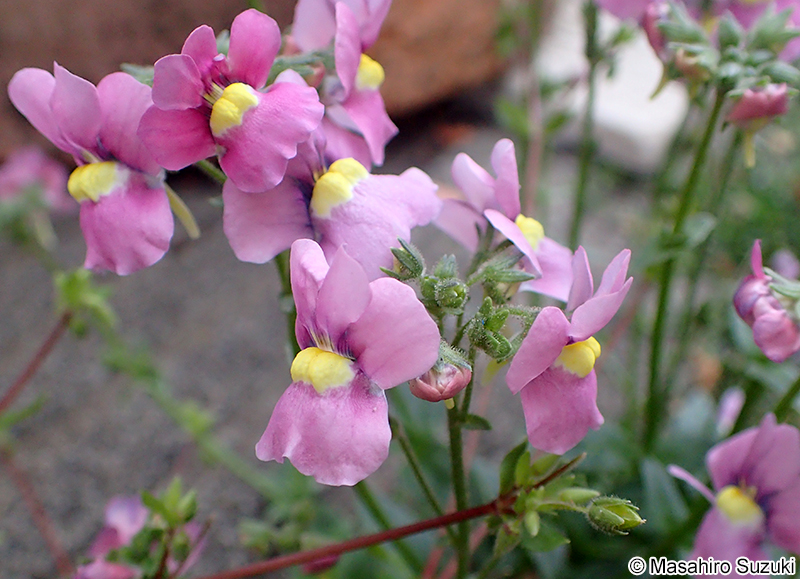 ネメシア Nemesia