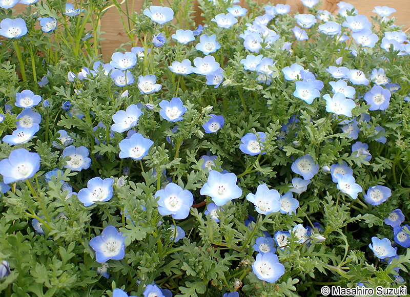 ネモフィラ（ルリカラクサ） Nemophila menziesii