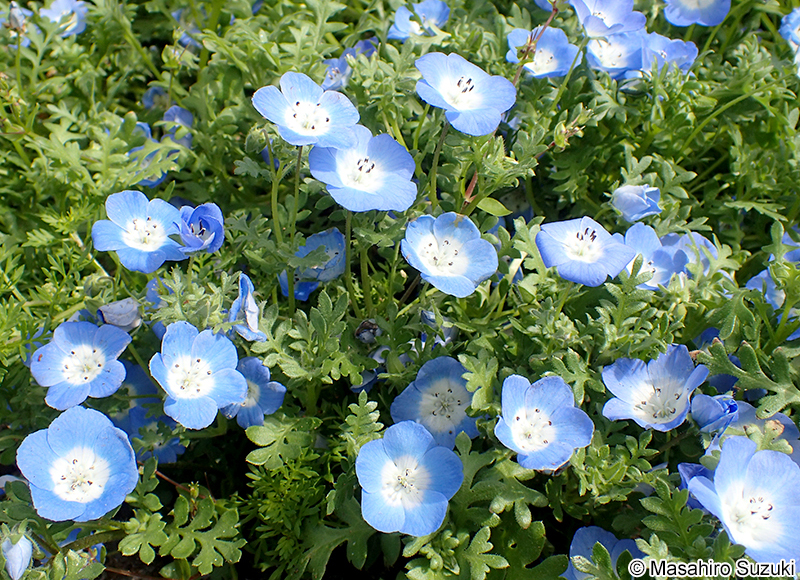 ネモフィラ（ルリカラクサ） Nemophila menziesii