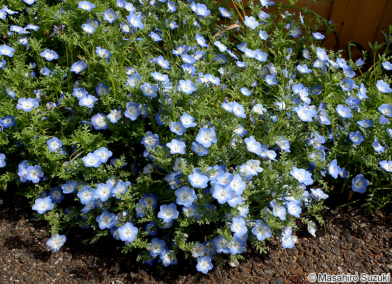 ネモフィラ（ルリカラクサ） Nemophila menziesii