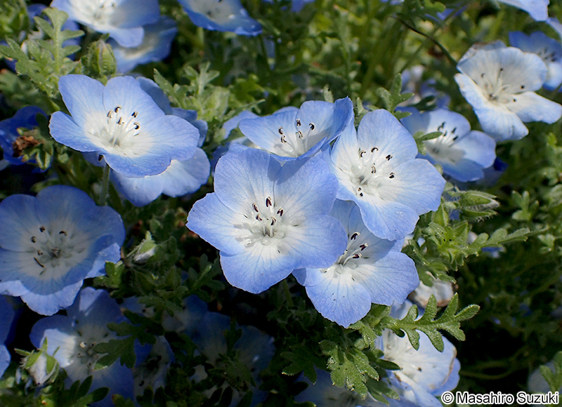 ネモフィラ（ルリカラクサ） Nemophila menziesii