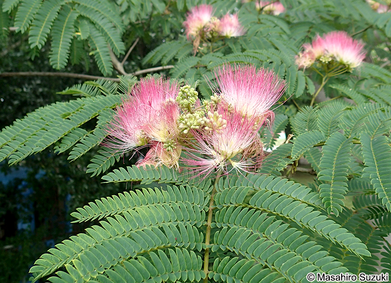 ネムノキ Albizia julibrissin