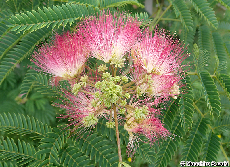 ネムノキ Albizia julibrissin