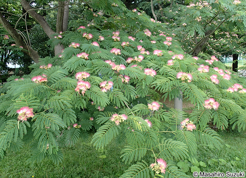 ネムノキ Albizia julibrissin