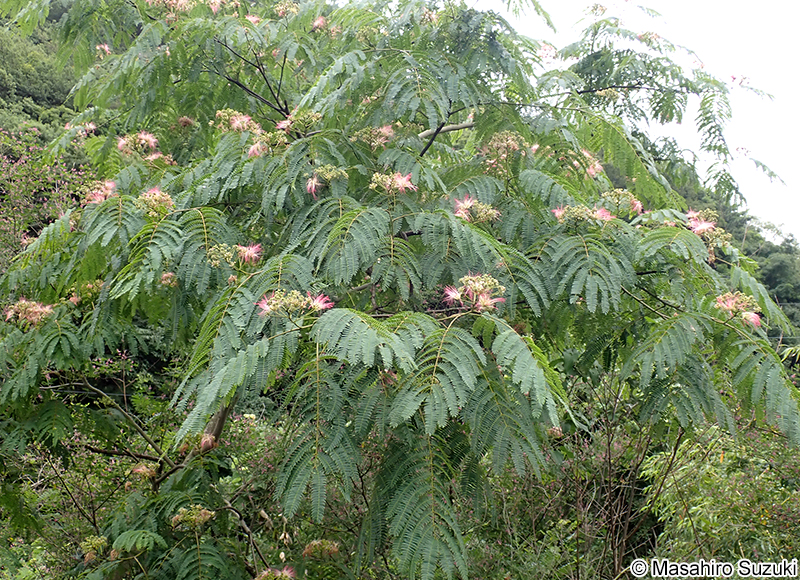 ネムノキ Albizia julibrissin