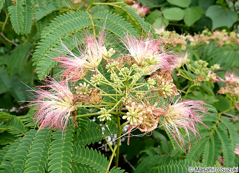 ネムノキ Albizia julibrissin