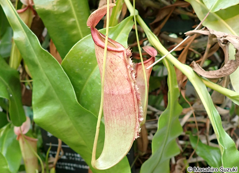 ナンヨウウツボカズラ Nepenthes mirabilis