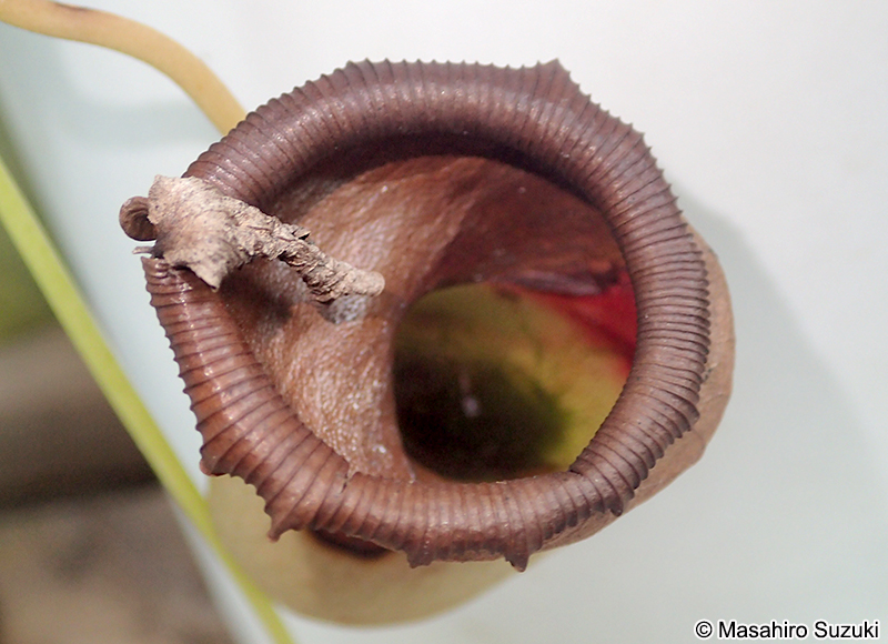 イビツウツボカズラ Nepenthes ventricosa