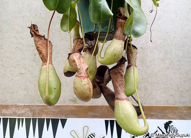 イビツウツボカズラ Nepenthes ventricosa