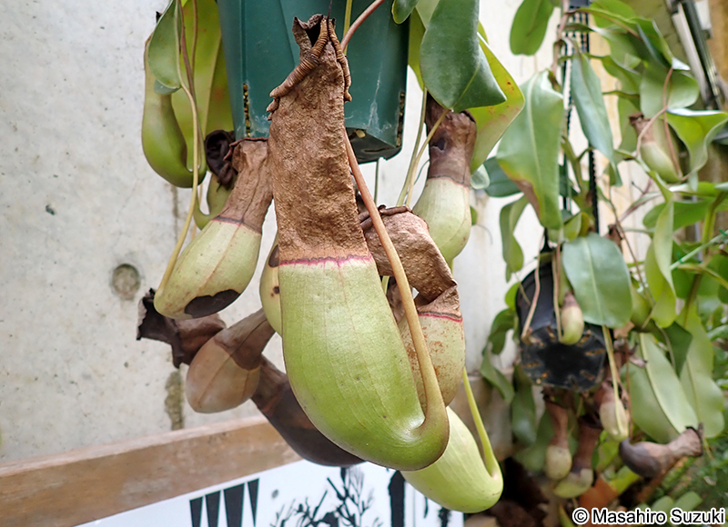イビツウツボカズラ Nepenthes ventricosa