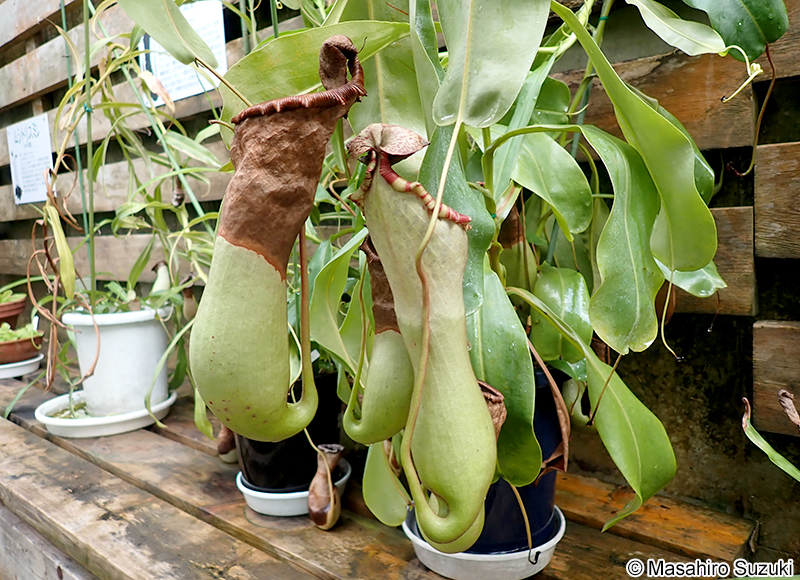 イビツウツボカズラ Nepenthes ventricosa