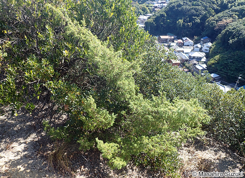 ネズミサシ Juniperus rigida