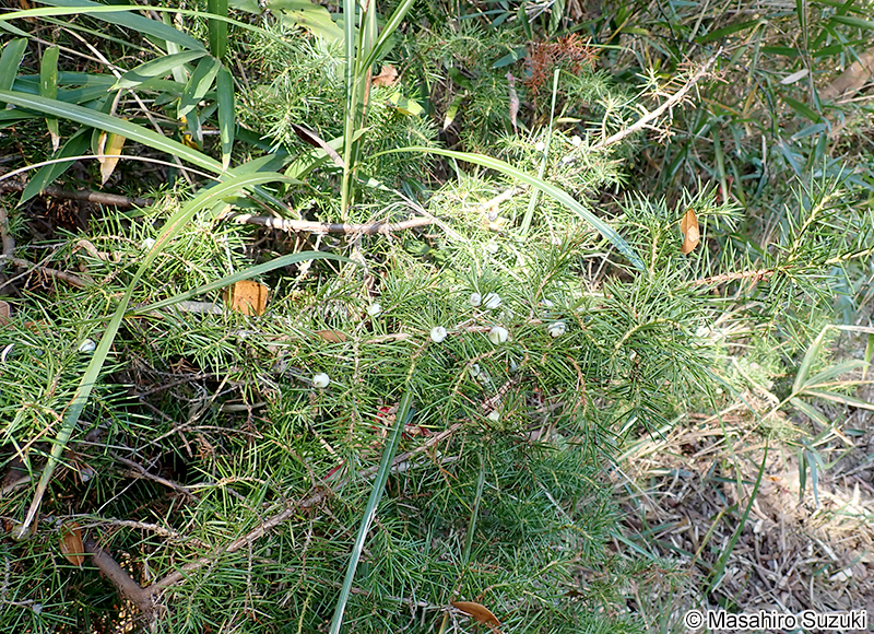 ネズミサシ Juniperus rigida