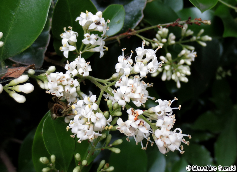 ネズミモチ Ligustrum japonicum