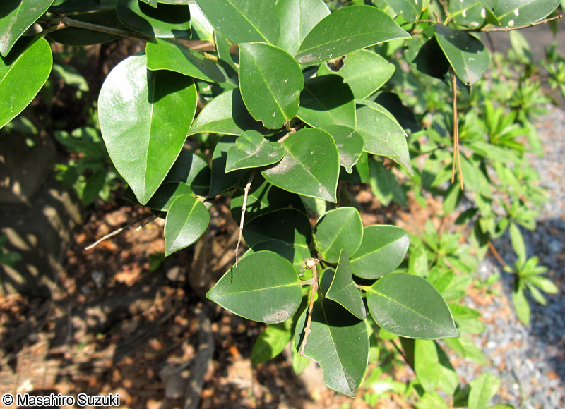 ネズミモチ Ligustrum japonicum