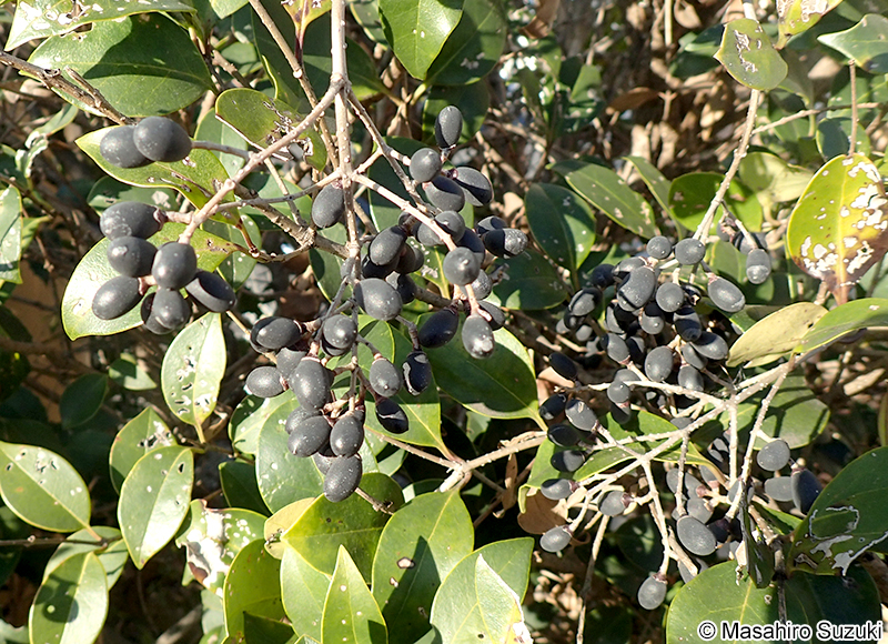 ネズミモチの果実