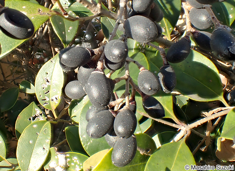 ネズミモチの果実