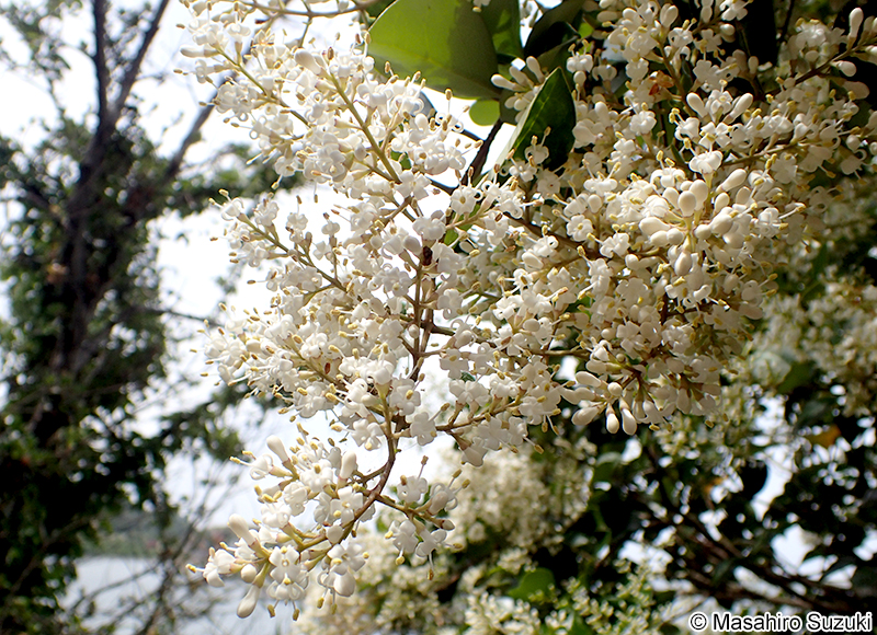 ネズミモチ Ligustrum japonicum