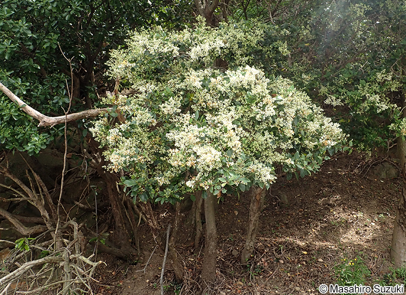 ネズミモチ Ligustrum japonicum