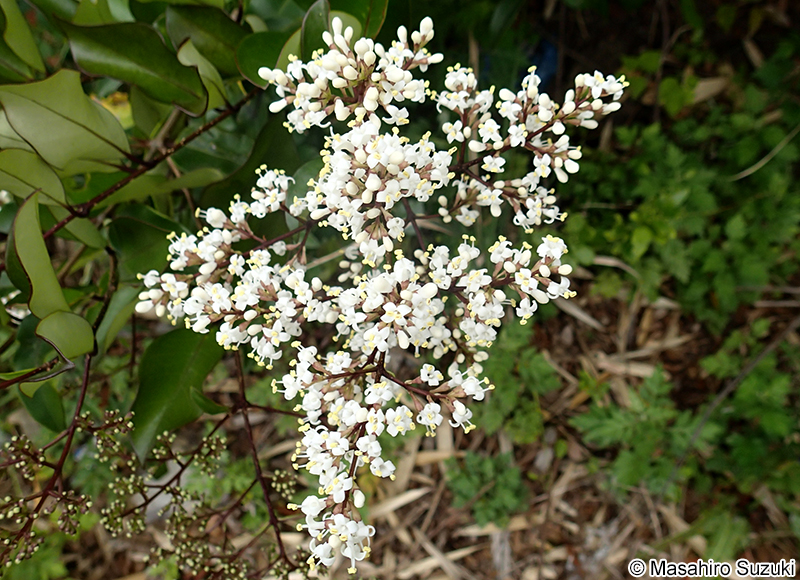 ネズミモチ Ligustrum japonicum