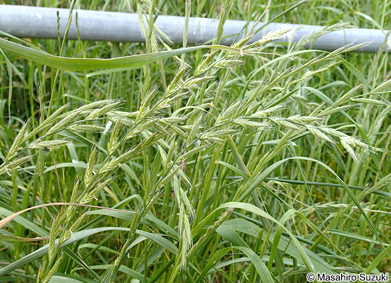 ネズミムギ Lolium multiflorum