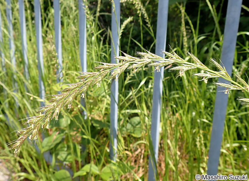 ネズミムギ Lolium multiflorum