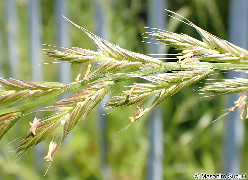 ネズミムギ Lolium multiflorum