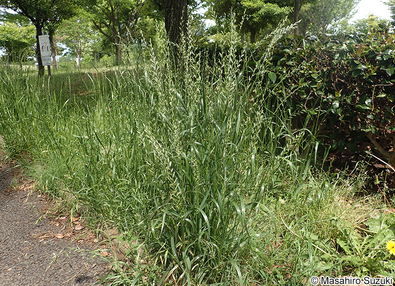 ネズミムギ Lolium multiflorum