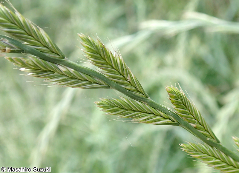 ネズミムギ Lolium multiflorum