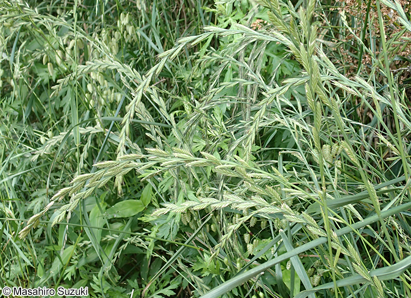 ネズミムギ Lolium multiflorum