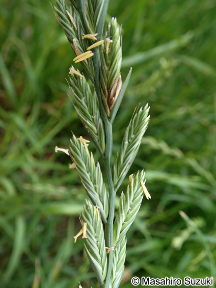ネズミムギ Lolium multiflorum