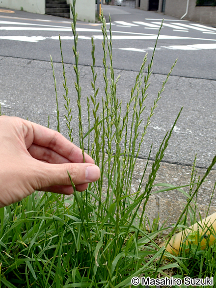 ネズミムギ Lolium multiflorum