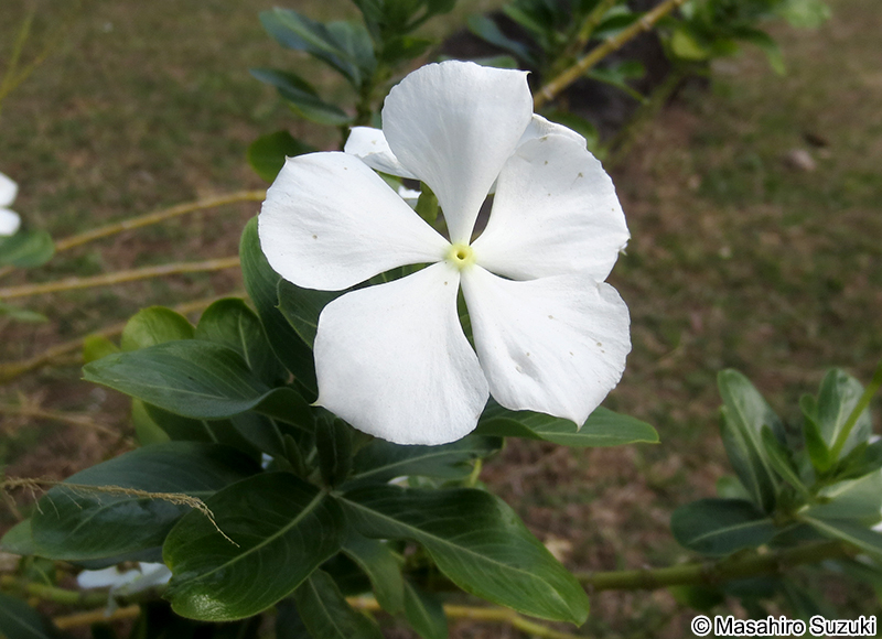 ニチニチソウ Catharanthus roseus