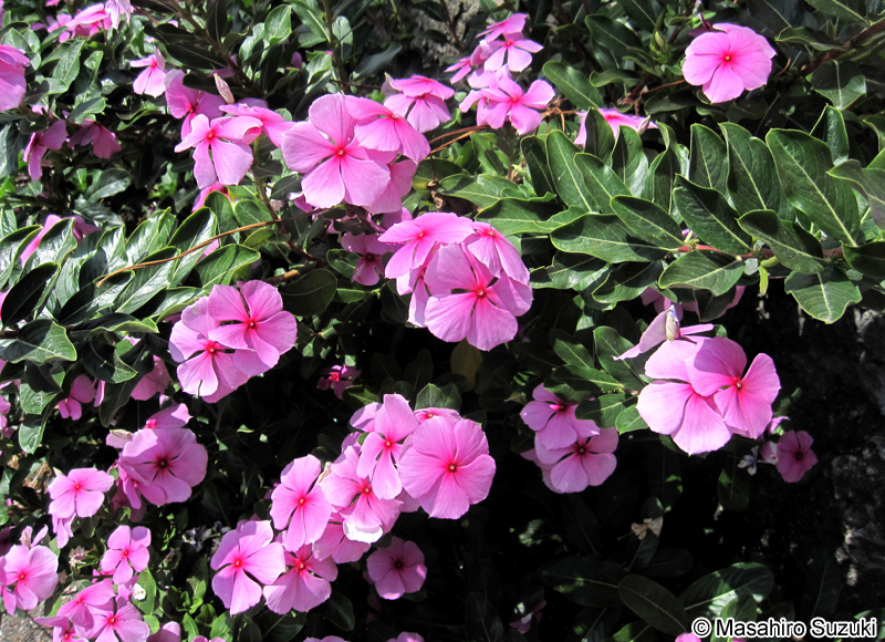 ニチニチソウ Catharanthus roseus