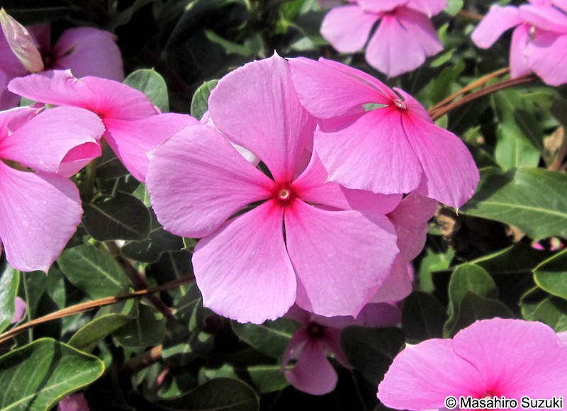 ニチニチソウ Catharanthus roseus