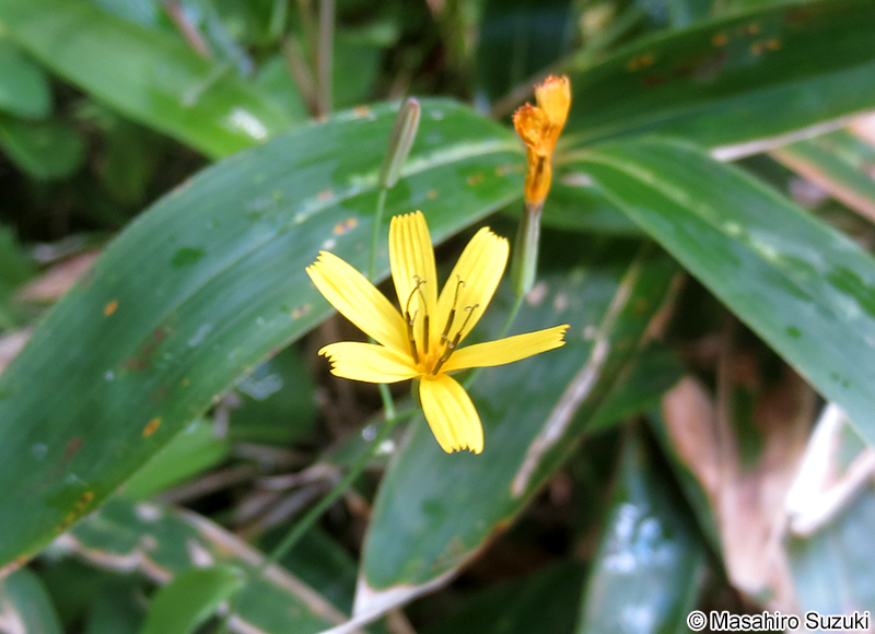 ニガナ Ixeridium dentatum
