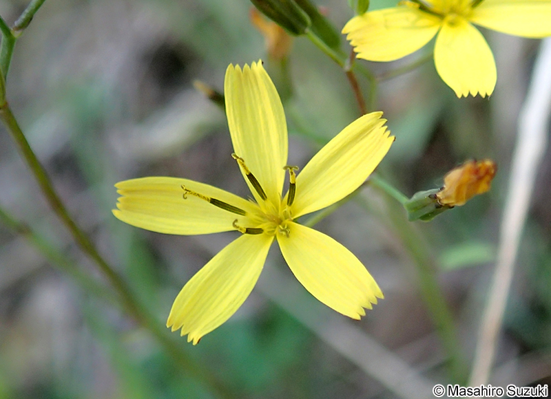 ニガナ Ixeridium dentatum