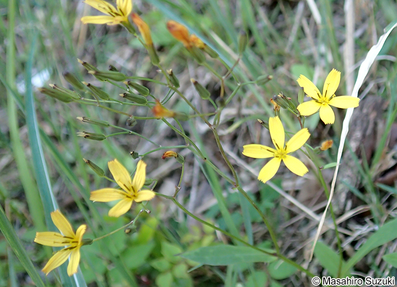 ニガナ Ixeridium dentatum