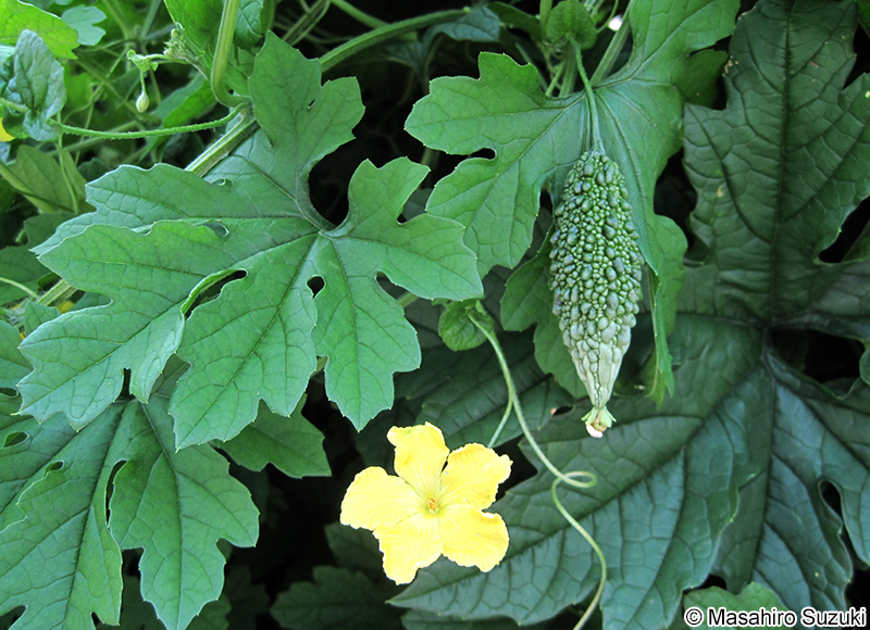 ニガウリ Momordica charantia var. pavel