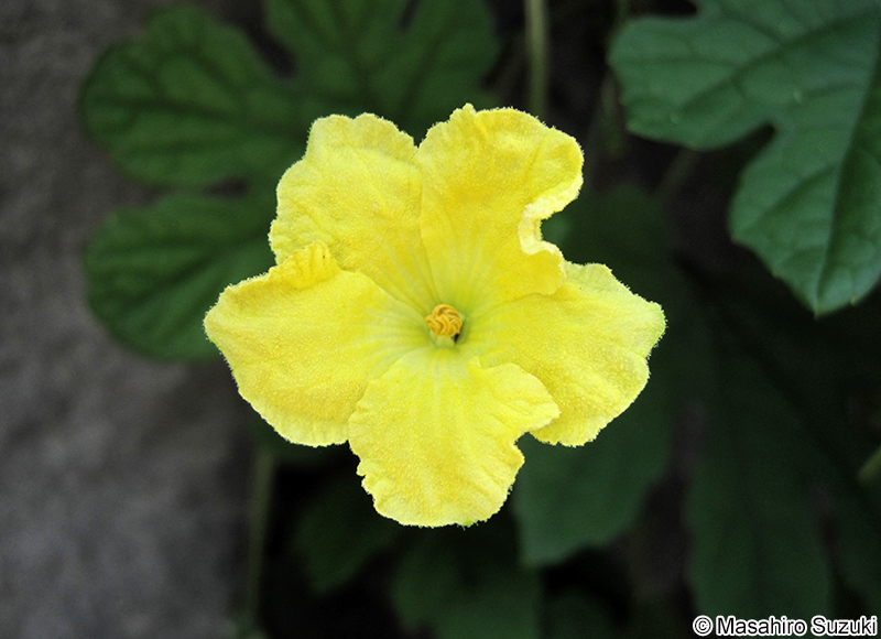 ニガウリ Momordica charantia var. pavel