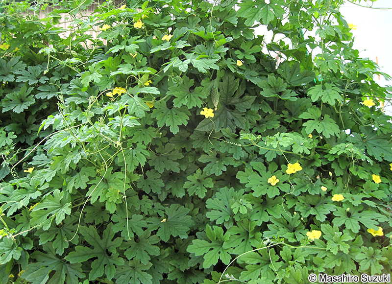 ニガウリ Momordica charantia var. pavel