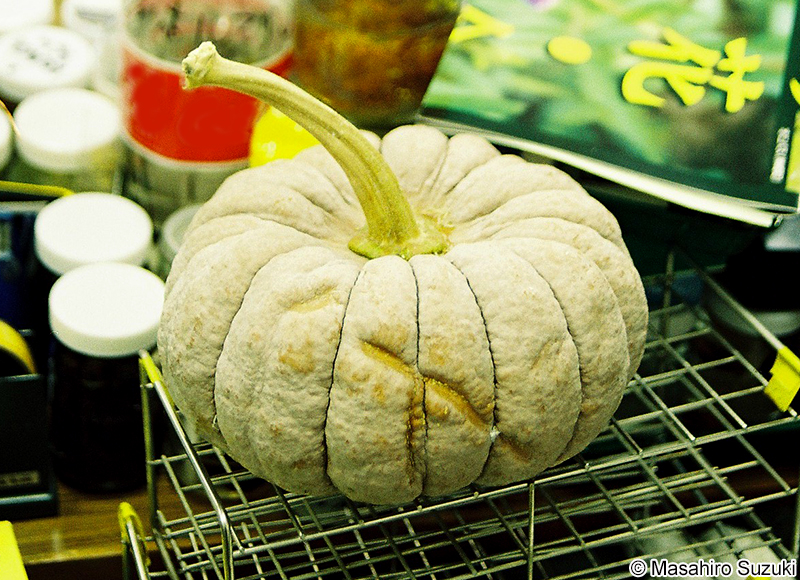 ニホンカボチャ Cucurbita moschata