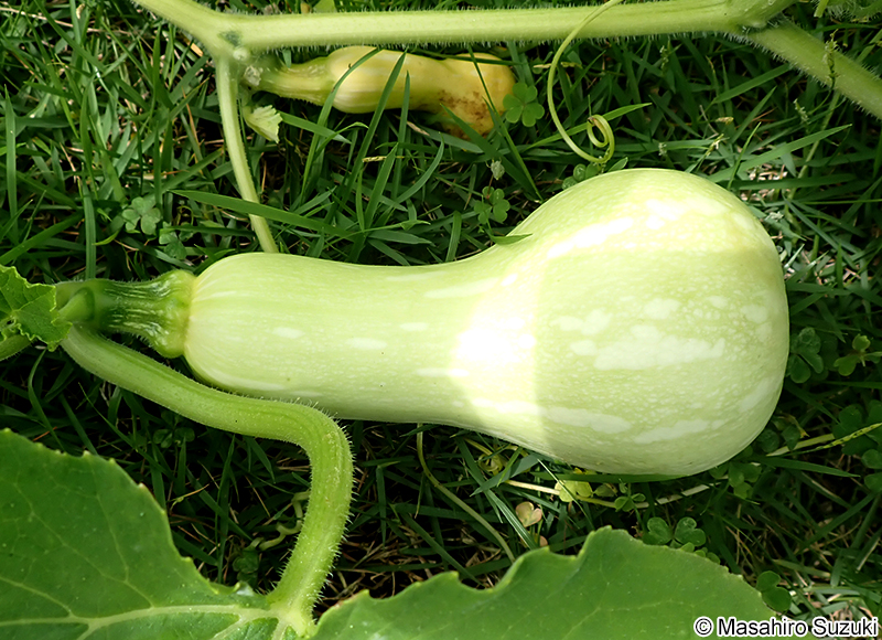 バターナッツ・スクワッシュ Butternut squash