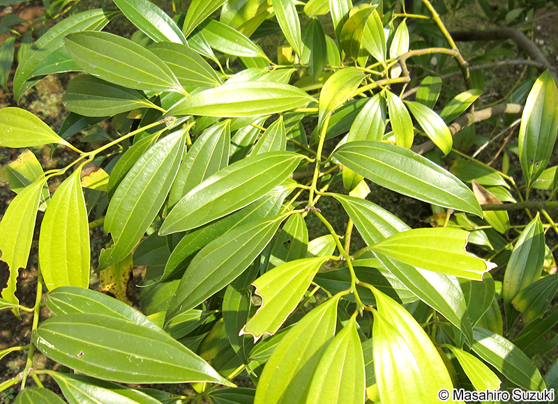 ニッケイ Cinnamomum sieboldii