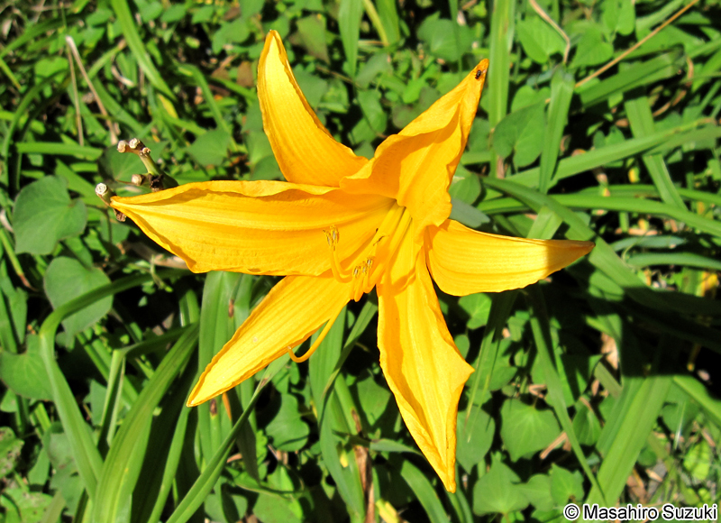 ゼンテイカ（ニッコウキスゲ）Hemerocallis dumortieri var. esculenta