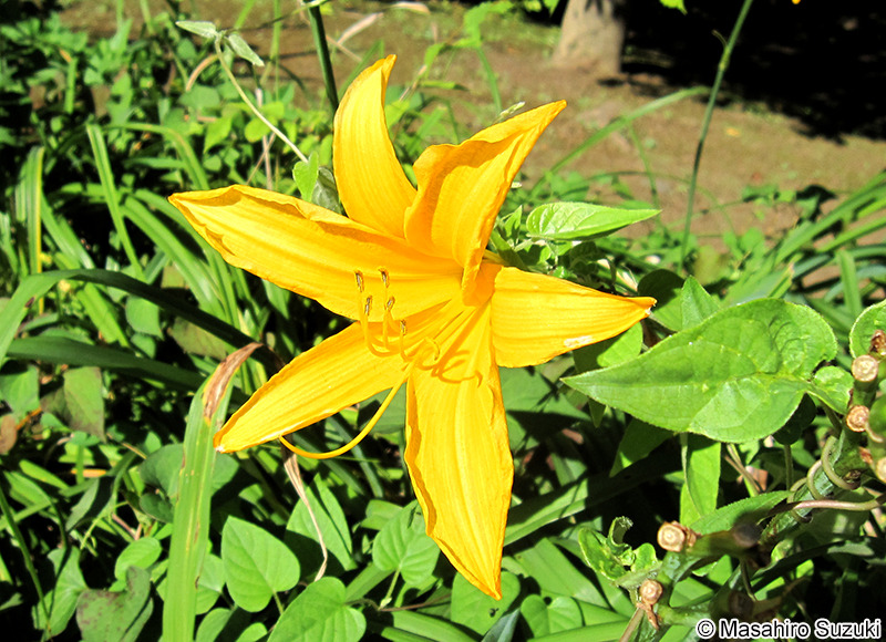ゼンテイカ（ニッコウキスゲ）Hemerocallis dumortieri var. esculenta