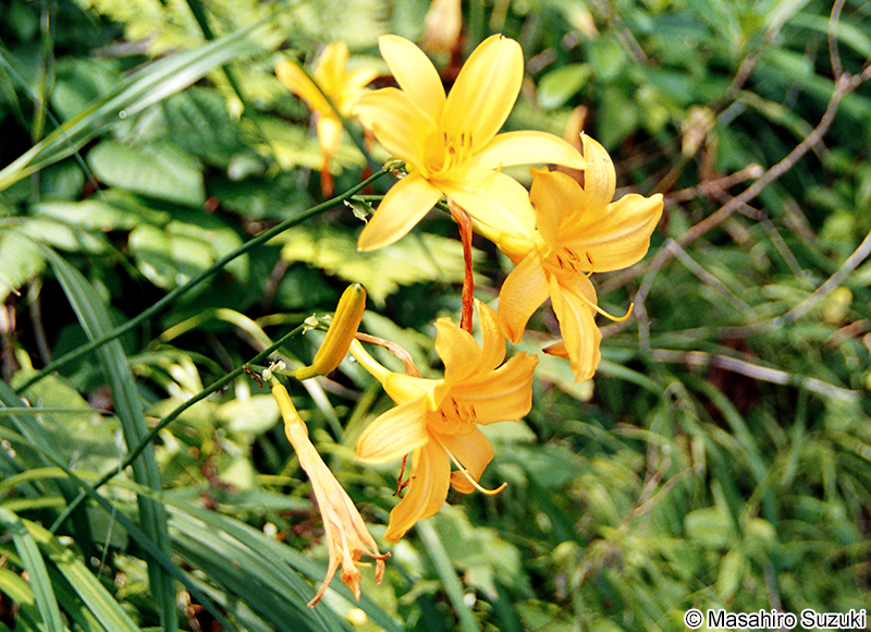 ゼンテイカ（ニッコウキスゲ）Hemerocallis dumortieri var. esculenta