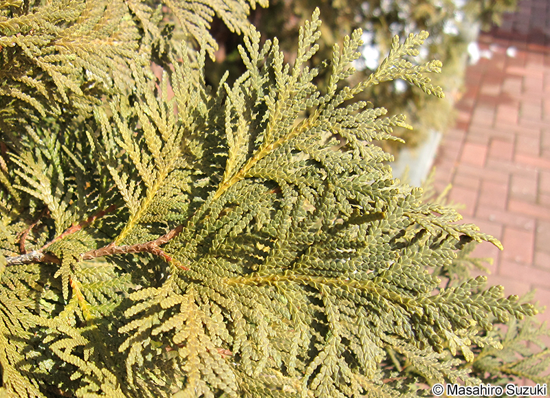 ニオイヒバ Thuja occidentalis