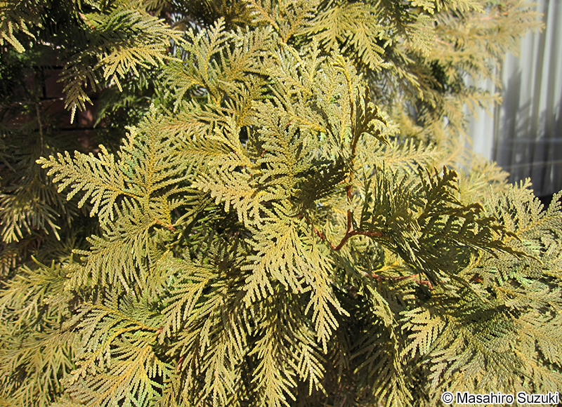 ニオイヒバ Thuja occidentalis