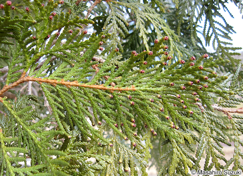 ニオイヒバ Thuja occidentalis